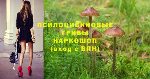 ГАЛЛЮЦИНОГЕННЫЕ ГРИБЫ Аркадак
